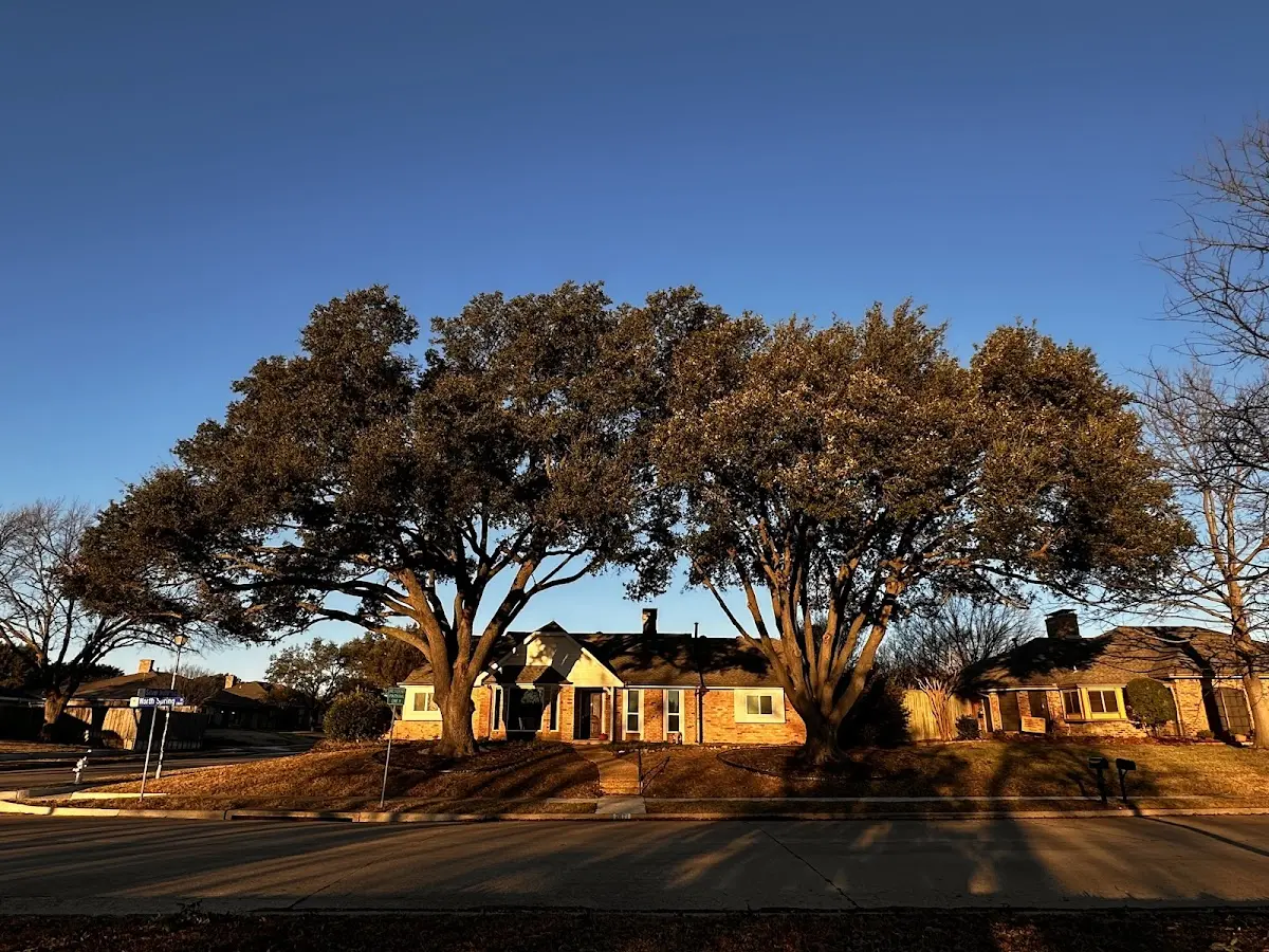 Established residential canopy tree shading a home in Boydton